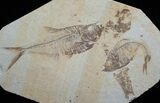 Diplomystus Fossil Fish Plate - Wyoming #5494-1